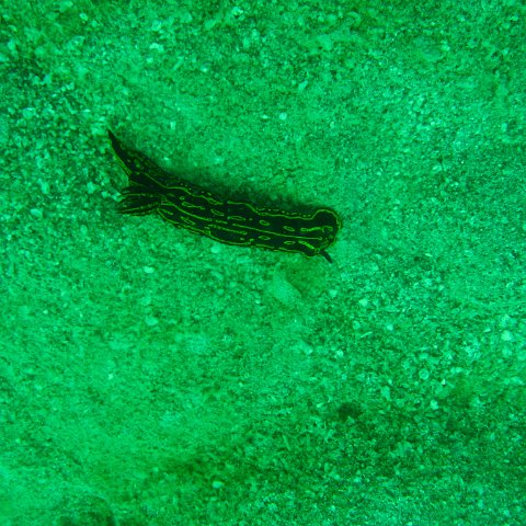 2012Monitoring