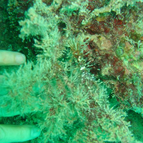 IMG_4806 IMG_4806