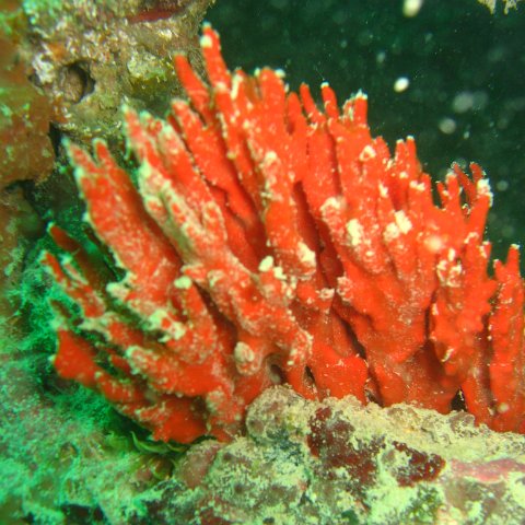 IMG_4809 IMG_4809