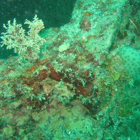 IMG_4810 IMG_4810