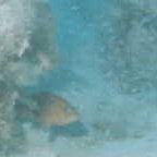 M-4 Artificial Reef M-4 Artificial Reef