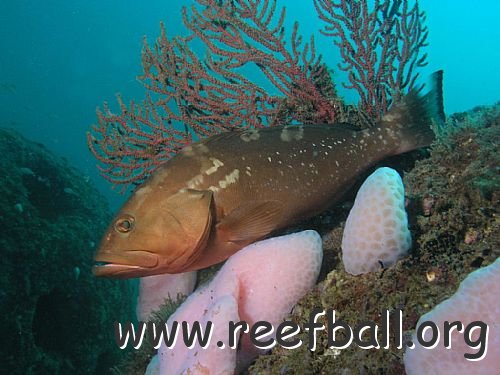 red-grouper-on-an-reef-ball-part-of-the-artificialphotoCbyCarolCox