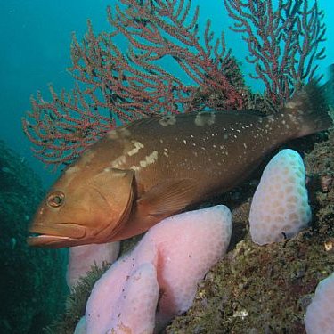 red-grouper-on-an-reef-ball-part-of-the-artificialphotoCbyCarolCox