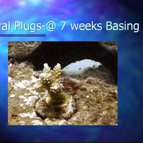 slide16 slide16
