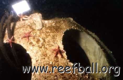 reefball1