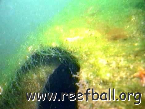 reefball2