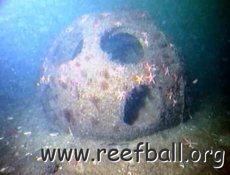 reefball3