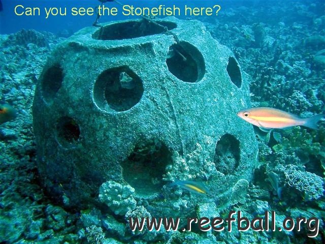 TEXT_Gab_Gab_II_Reef_concrete_ball_with_stonefish_YK__2_.JPG