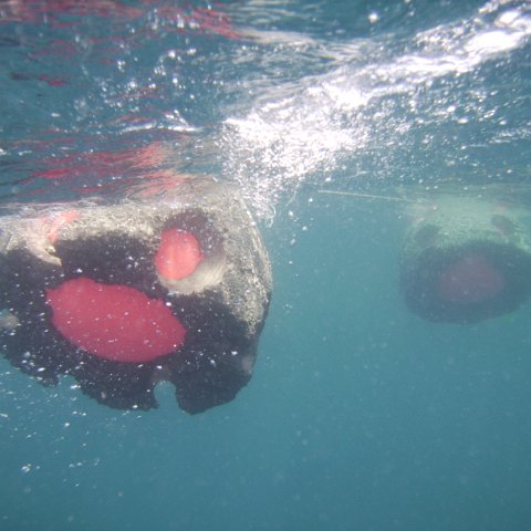 Reef Ball Guatemala Pana Divers 26 Feb. 06 054 Reef Ball Guatemala Pana Divers 26 Feb. 06 054