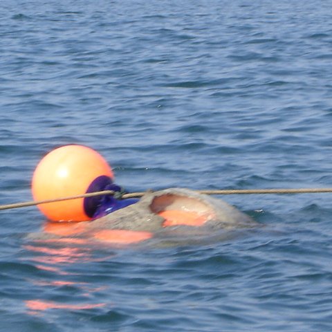 DSC01550 DSC01550