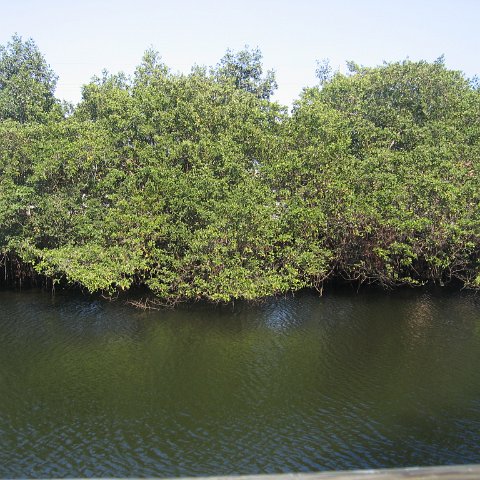 plantedmangroves