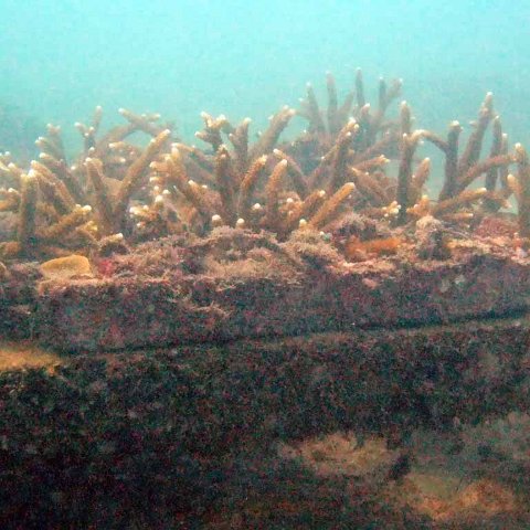 3.restord_corals_on_cement_frames