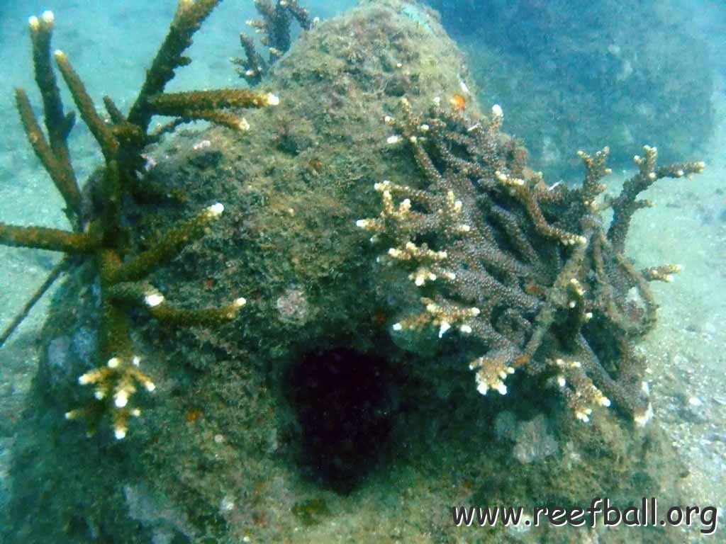 2.restord_corals_on_reefball