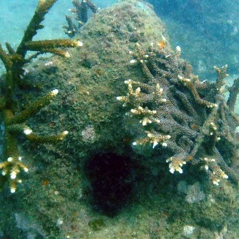 2.restord_corals_on_reefball