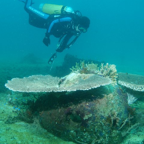 Minahasa reefball