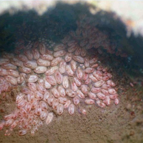 eggs_unknown eggs_unknown