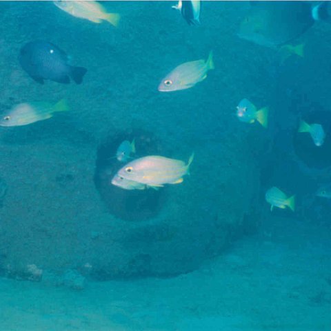 fish fish