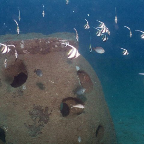 fish5 fish5