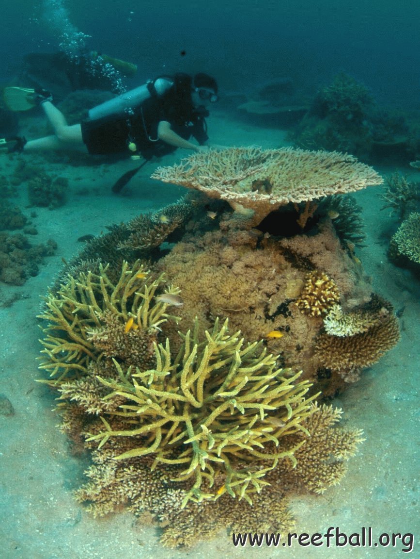 newmont_-_reefball_with_transplanted_corals.jpg