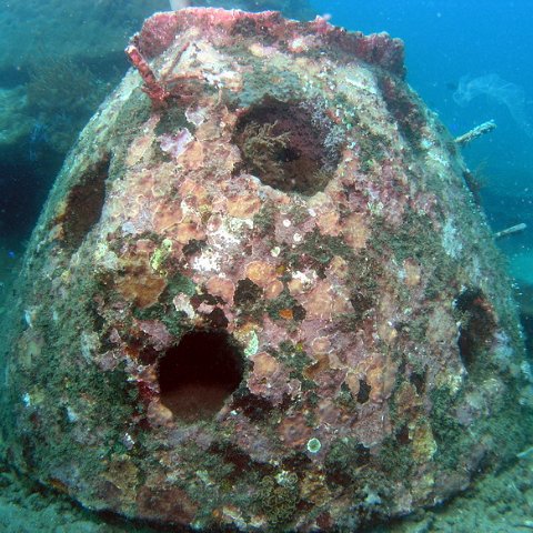 May 2006 Monitoring (2 Year Old Reef Balls)