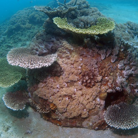 Indonesian Reef Ball Projects and Photos