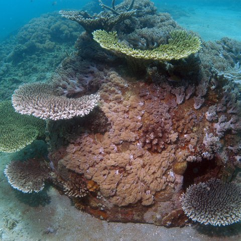 Indonesian Reef Ball Projects and Photos Indonesian Reef Ball Projects and Photos