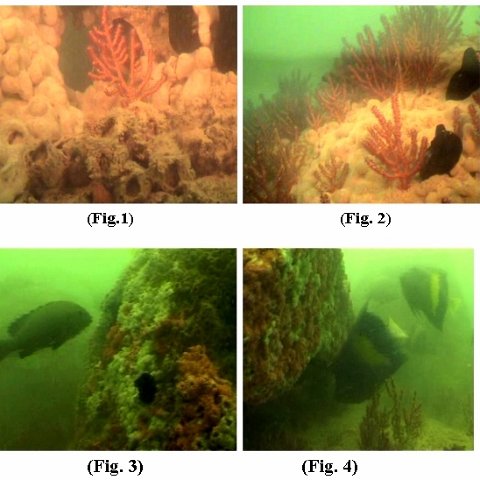 Iran Reef Ball Projects and Photos Iran Reef Ball Projects and Photos