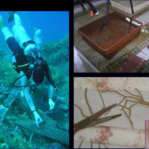 Israeli Reef Ball Projects and Photos Israeli Reef Ball Projects and Photos