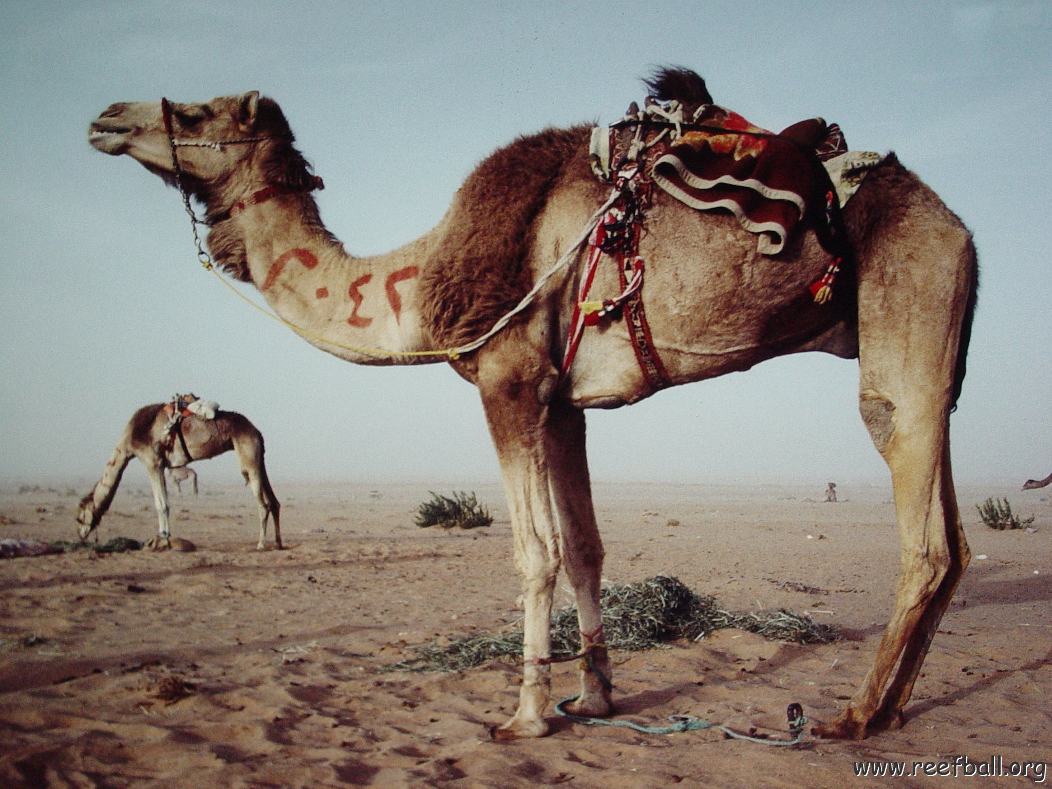 KuwaitCamel