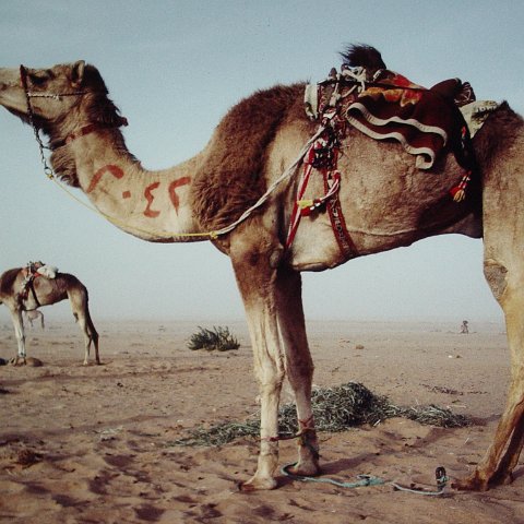 KuwaitCamel KuwaitCamel