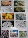 kuwaitcoralsscientific