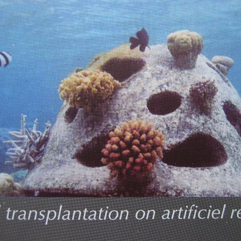 La Réunion Island Reef Ball Projects and Photos La Réunion Island Reef Ball Projects and Photos