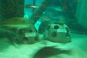 aquariumoftheamericasreefballdisplay