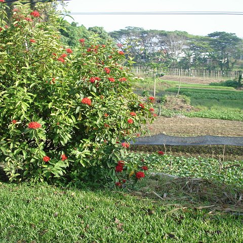trip to Selinga (10) trip to Selinga (10)