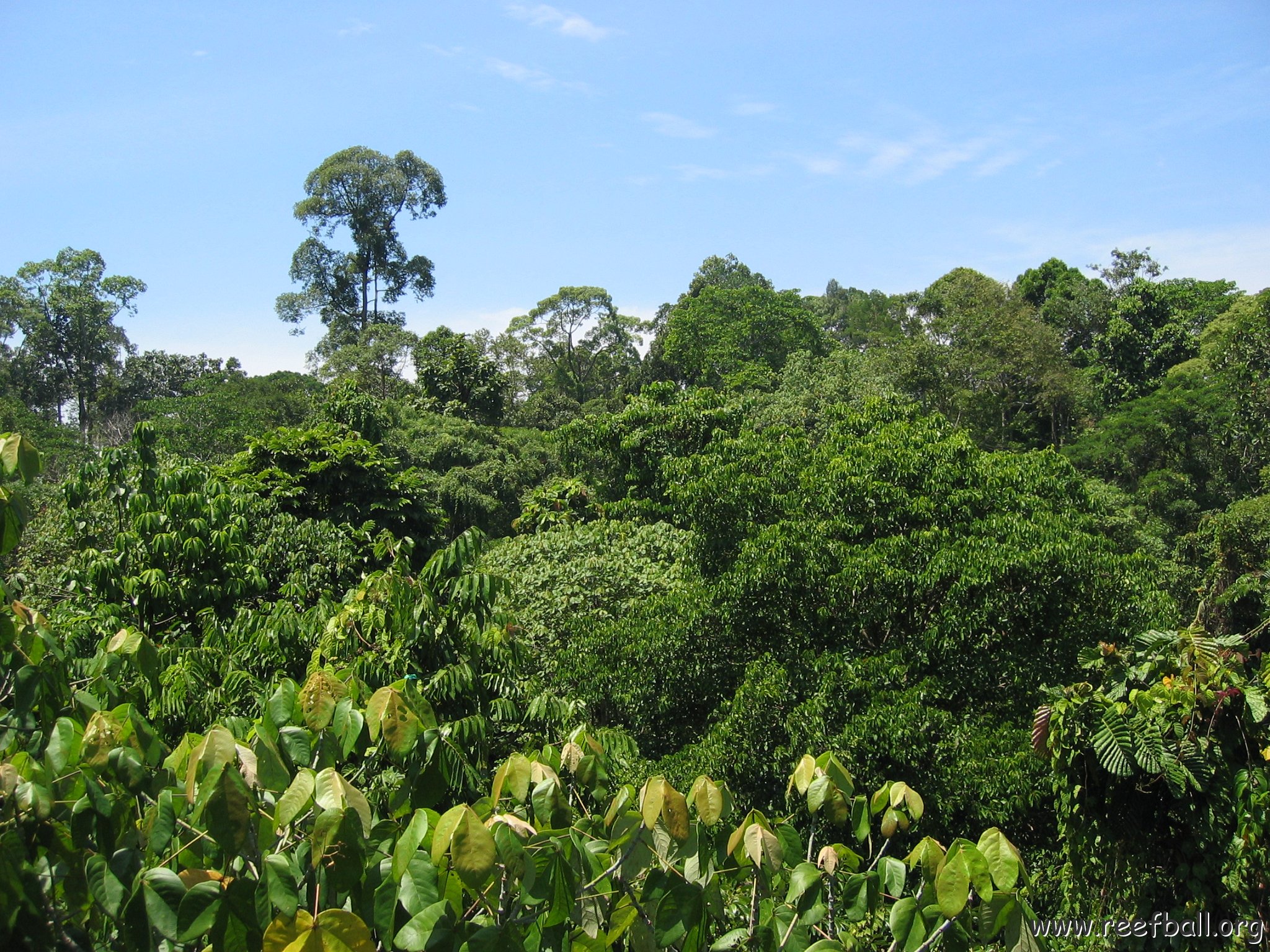 Harrys-rainforest center (14)