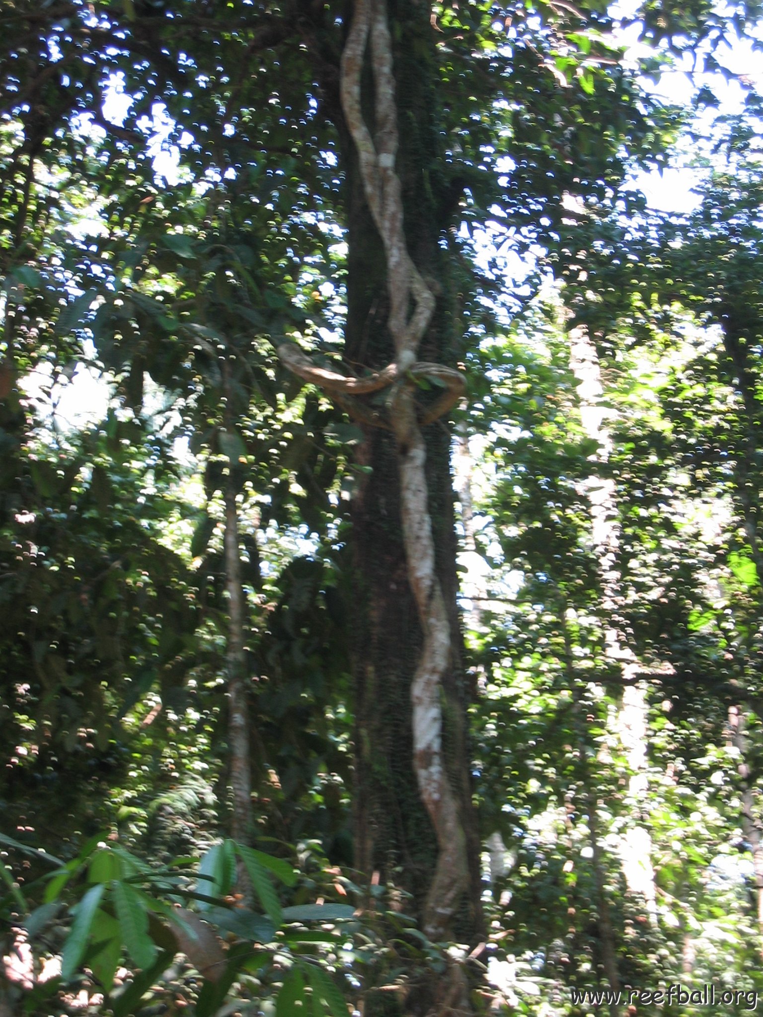 Harrys-rainforest center (5)