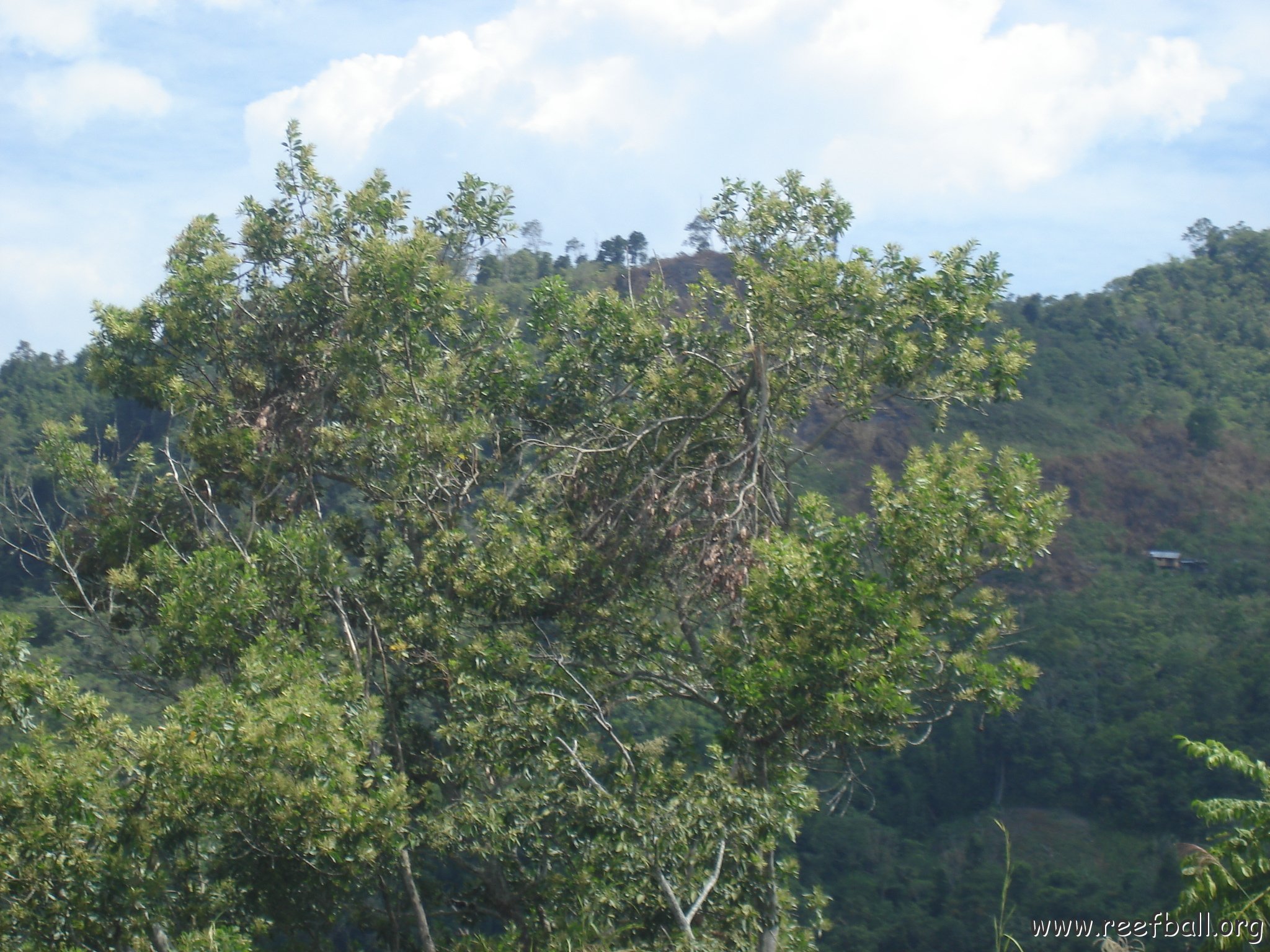 Road trip Sandakan - Kota Kinabalu (220)