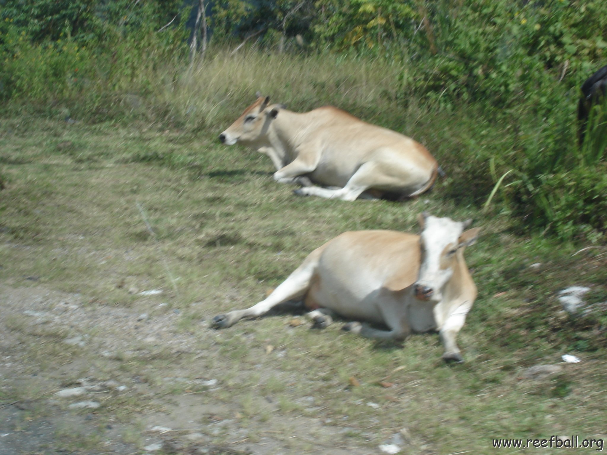 Road trip Sandakan - Kota Kinabalu (221)