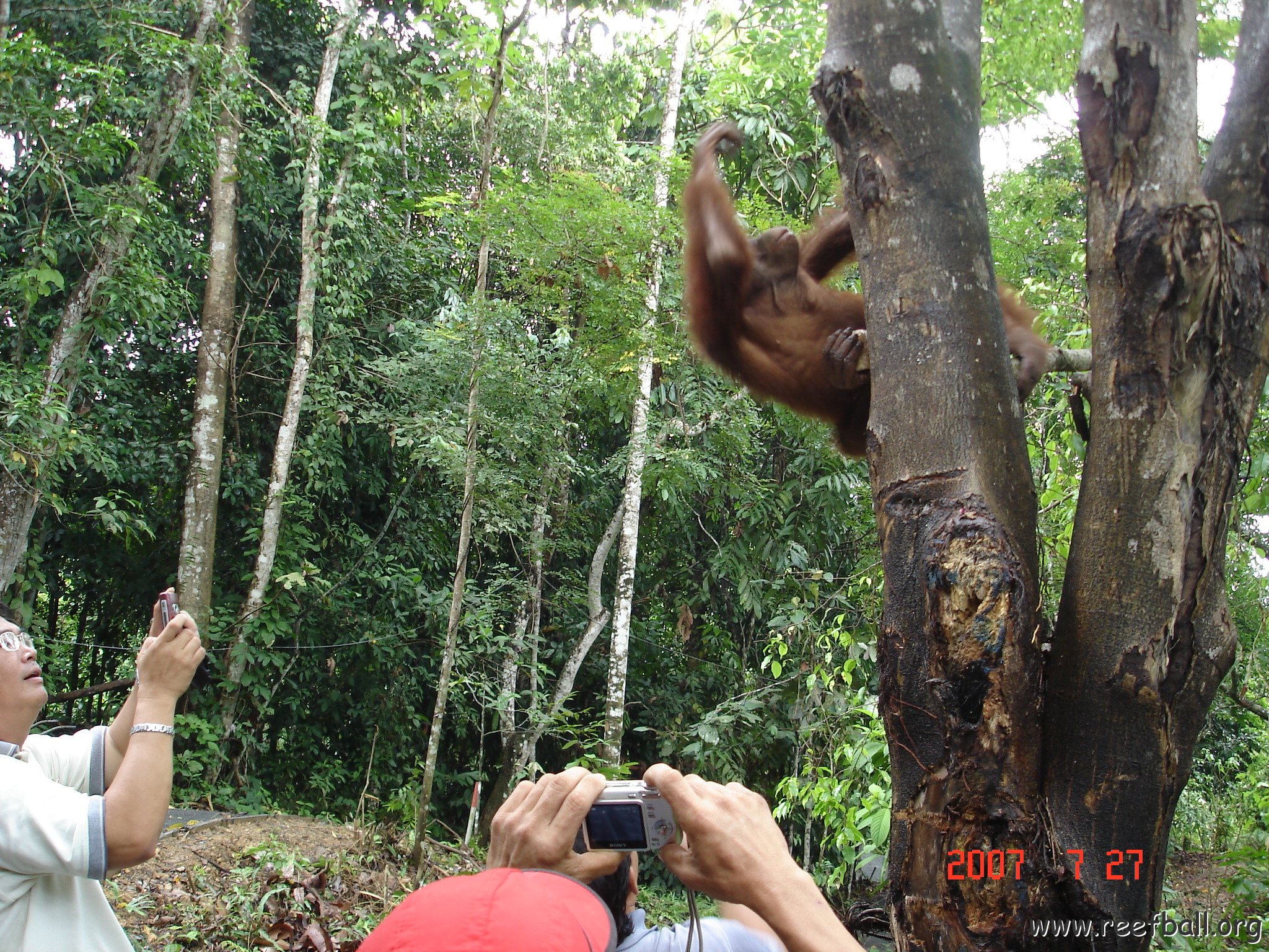 Wongs pics-forest walk (13)