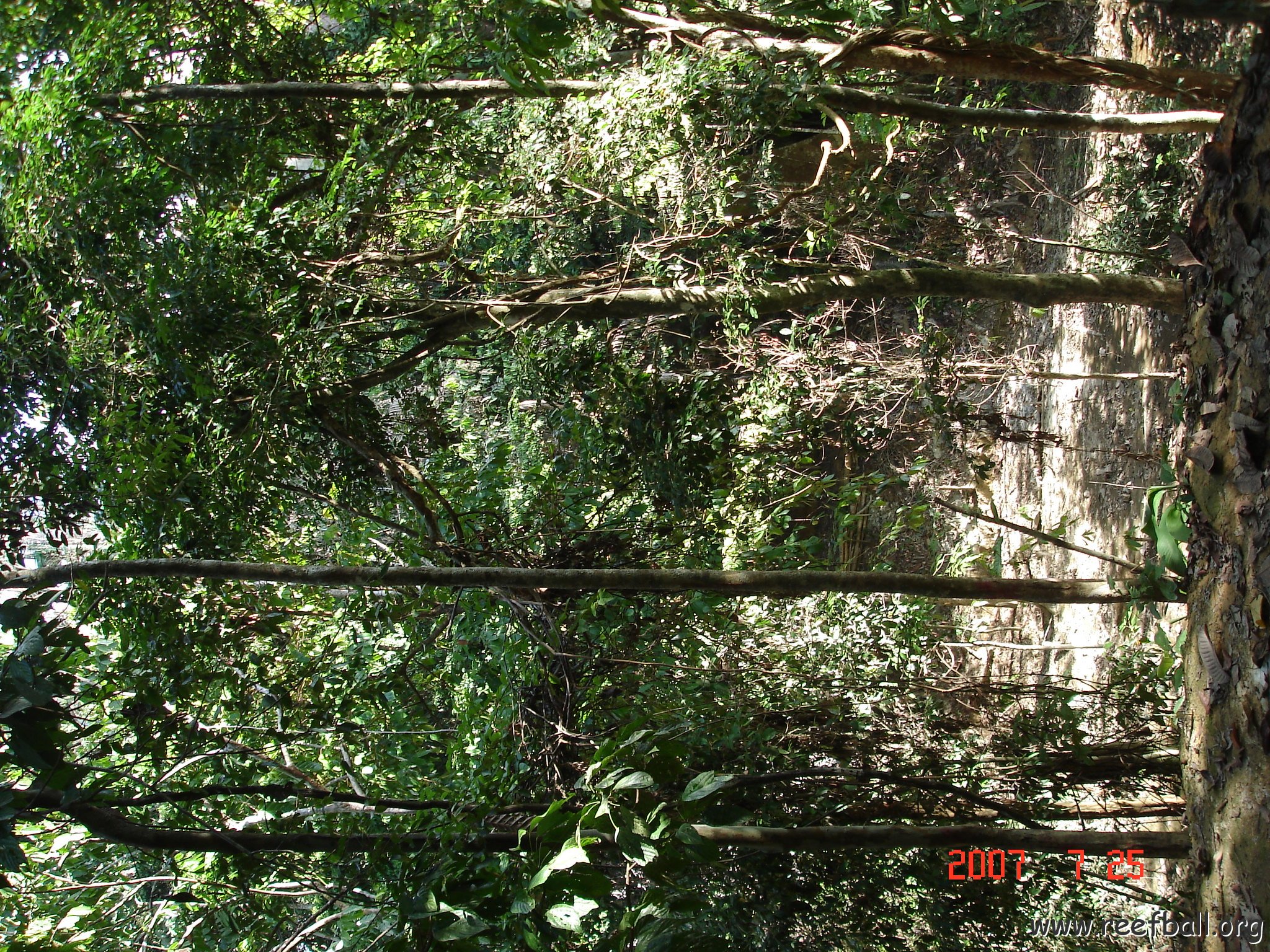 Wongs pics-forest walk (8)