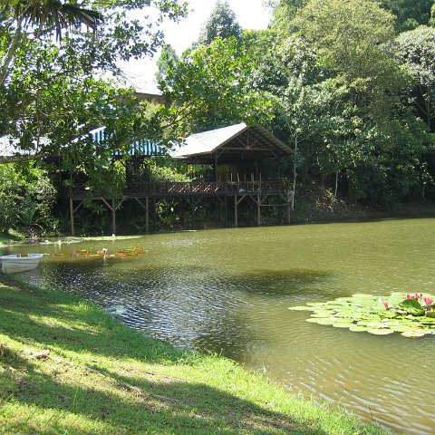 Harrys-rainforest center (1) Harrys-rainforest center (1)