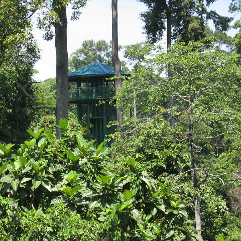 Harrys-rainforest center (12) Harrys-rainforest center (12)