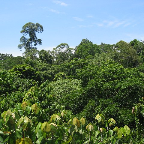 Harrys-rainforest center (14) Harrys-rainforest center (14)