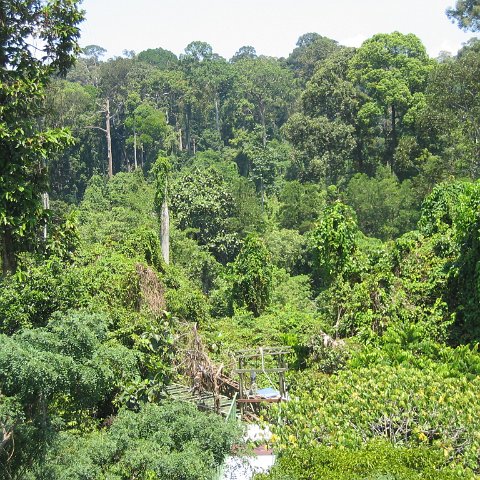 Harrys-rainforest center (21)