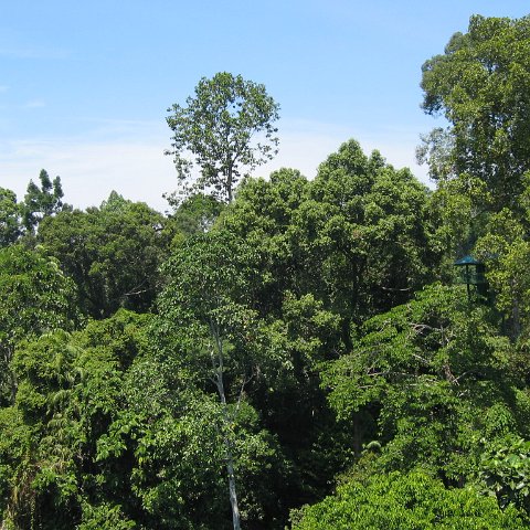 Harrys-rainforest center (22)