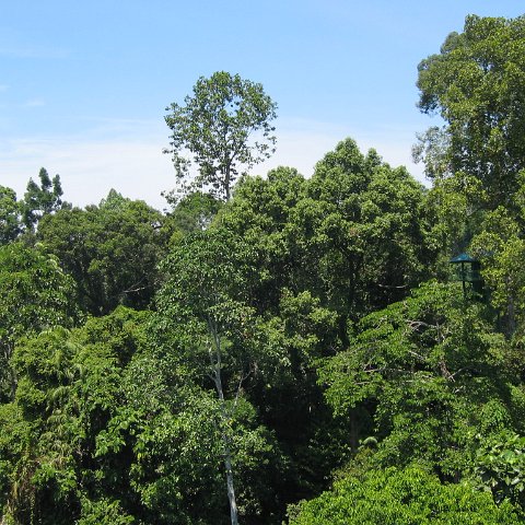 Harrys-rainforest center (22) Harrys-rainforest center (22)