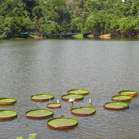 Harrys-rainforest center (3)