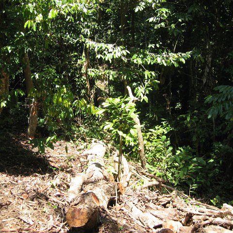 Harrys-rainforest center (32)