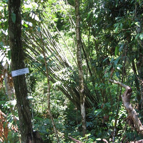 Harrys-rainforest center (33)