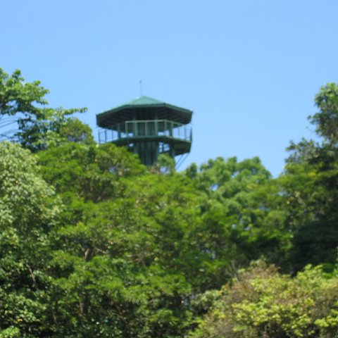 Harrys-rainforest center (41)